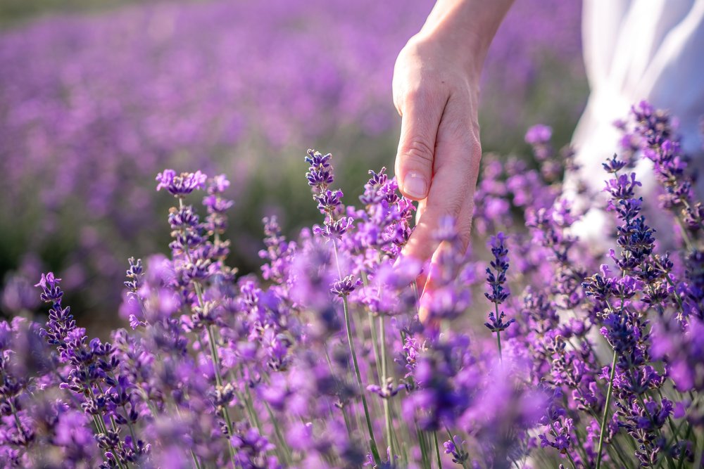 Lavender, Flower, Plant, Purple, Gesture
